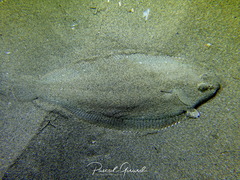 Solea senegalensis