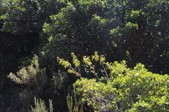 Solenopsis punctaticeps