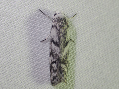 Lichenaula onychotypa