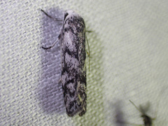 Lichenaula onychotypa