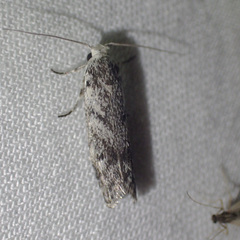 Lichenaula onychotypa