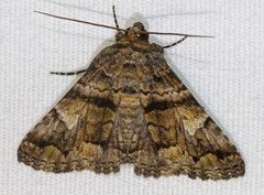 Metria amella