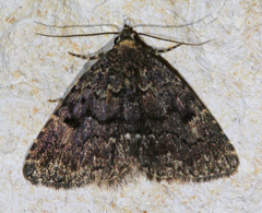 Metalectra miserulata