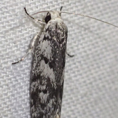 Lichenaula onychotypa