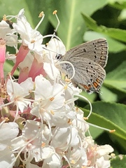 Satyrium californica