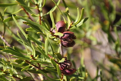 Colliguaja integerrima