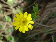 Ranunculus praemorsus