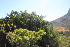 Solenopsis punctaticeps