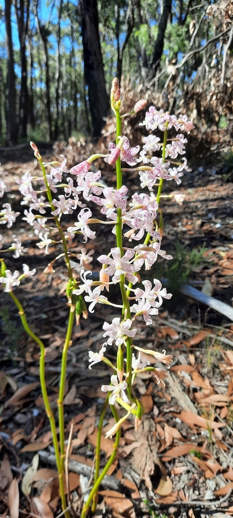 Dipodium pardalinum Nicholls 3