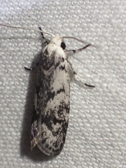 Lichenaula onychotypa