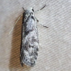 Lichenaula onychotypa