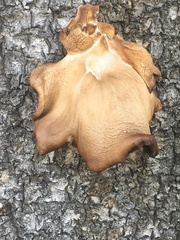 Pleurotus ostreatus