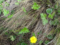 Ranunculus praemorsus