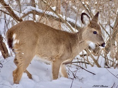 Odocoileus virginianus