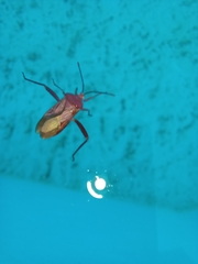 Athaumastus haematicus