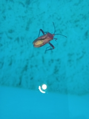 Athaumastus haematicus