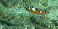 Serranus tabacarius