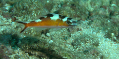 Serranus tabacarius