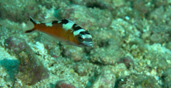 Serranus tabacarius
