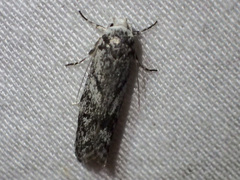 Lichenaula onychotypa