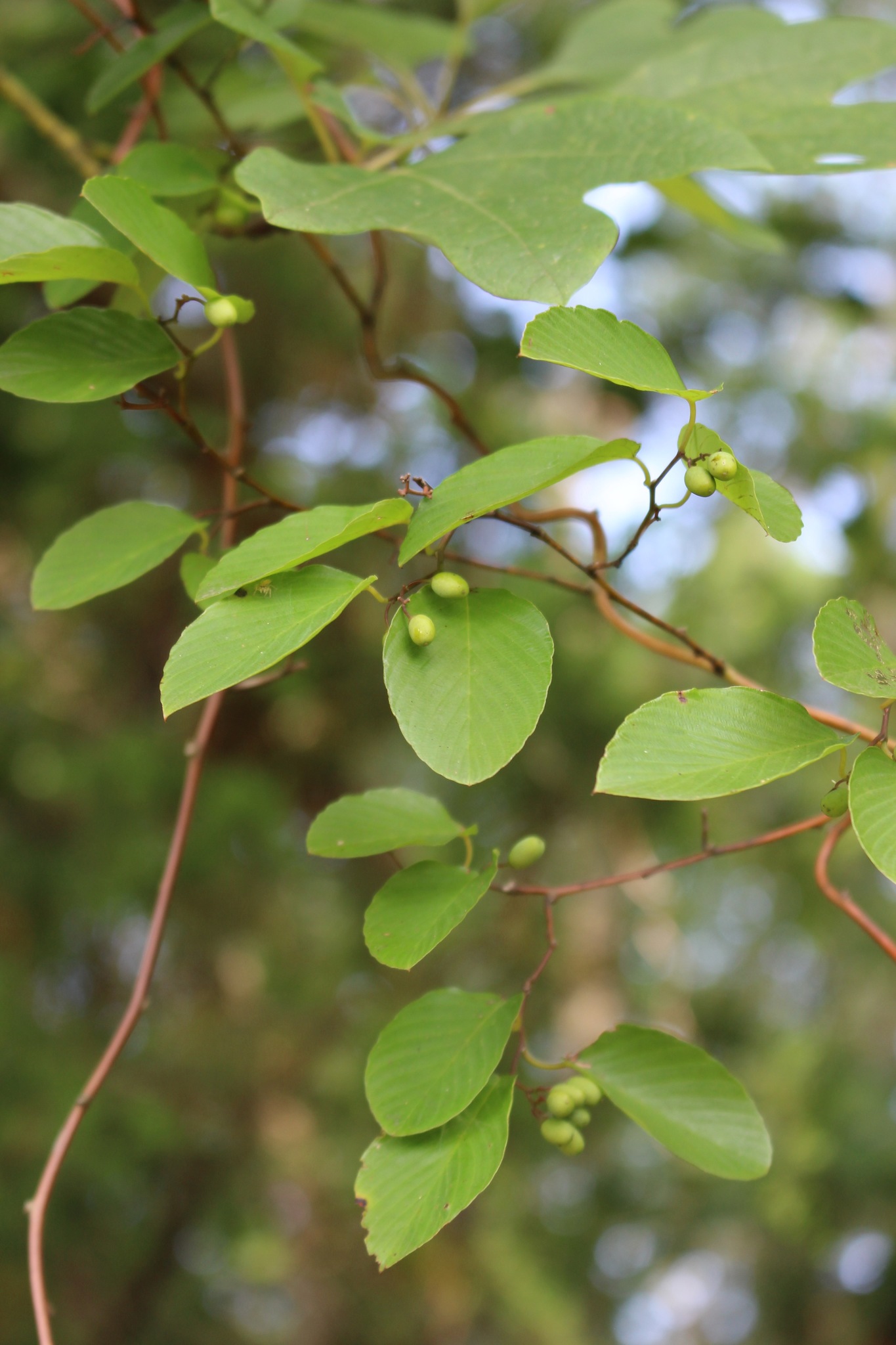 Berchemia