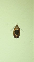Hoplomorpha abalienella