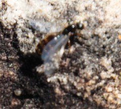 Solenopsis punctaticeps