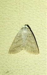 Pantydia capistrata