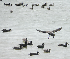 Macronectes giganteus