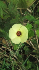 Pavonia cancellata
