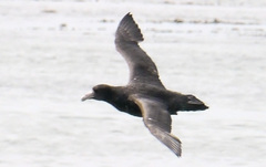 Macronectes giganteus