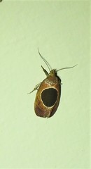 Hoplomorpha abalienella