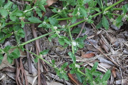 Image of Alternanthera nana by (c) Greg Tasney, some rights reserved (CC BY-SA)