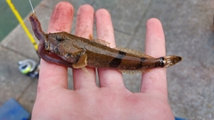Cottus carolinae