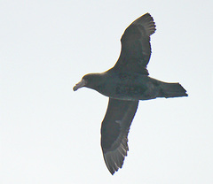 Macronectes giganteus