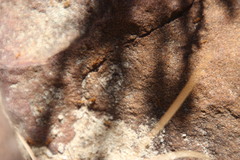 Solenopsis punctaticeps