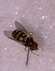 Eupeodes americanus