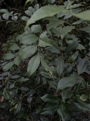 Calyptranthes pallens