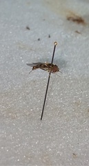 Eupeodes americanus