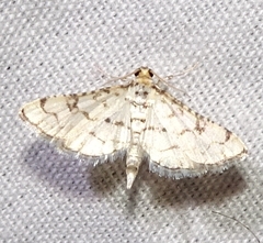 Hileithia rehamalis