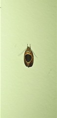 Hoplomorpha abalienella