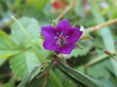 Geranium nepalense thunbergii