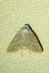 Pantydia capistrata