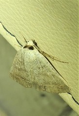 Pantydia capistrata