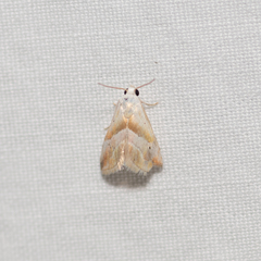 Eublemma roseana