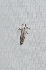 Plectophila micradelpha