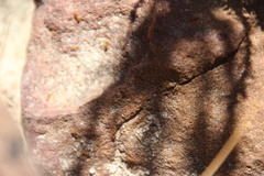 Solenopsis punctaticeps