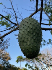 Annona muricata image