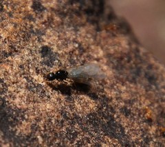 Solenopsis punctaticeps