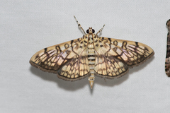 Haritalodes obliqualis